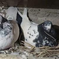 کبوتر کله ای