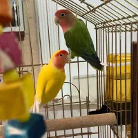 کوتوله مولد