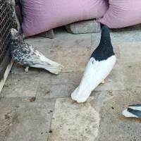 هفرنگ دمسفیدماده|پرنده|محمدیه-قزوین, |دیوار