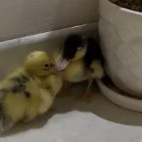 فروش دو تا بچه اردک چند روزه