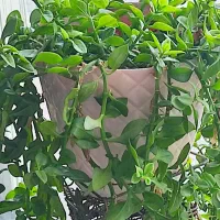 فروش خط 0912