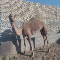 شتر