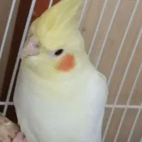 پرنده عروس هلندی