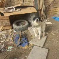 سگ‌۱۸‌ماه