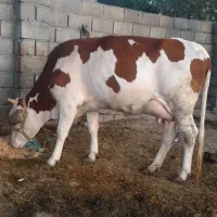 گاو با گوساله