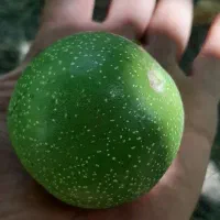 اجاره سر درختی باغ گردو