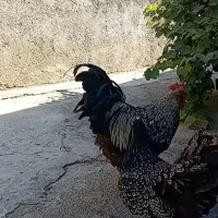 مرغ وخروس ونیمچه بارنولدر و گلین