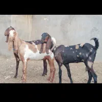 ۳بزپاکستانی اصیل چهل خال بدون شاخ جنس بالاشیرا|حیوانات مزرعه|کاشمر, |دیوار