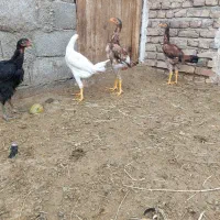 جوجه لاری