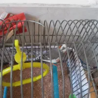 فنج نر|پرنده|تهران, بهداشت|دیوار