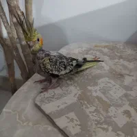 عروس هلندی|پرنده|رشت, کوی بیانی|دیوار