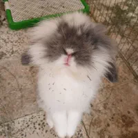 واگذاری خرگوش