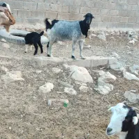 3عدد‌بز‌کهره‌دار‌موجوده|حیوانات مزرعه|جم, |دیوار