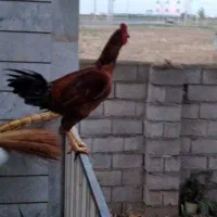 خروس لاری بسیار خوب