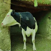 گاومونت