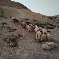 بره|حیوانات مزرعه|سیوان, |دیوار