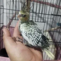 عروس هلندی - سرلاکی - دونخور - سخنگو