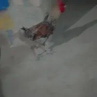 مرغ خروس مامل میکنم با مرغ عشق|پرنده|ایرانشهر, |دیوار