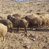 میش ترکی بختیاری