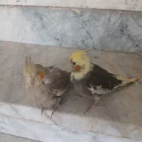 فوری .زیر قیمت بازار.بدلیل زیاد بودن پرنده هام|پرنده|بروجن, |دیوار