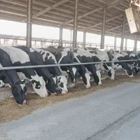 فروش کود گاوی|حیوانات مزرعه|چهاردولی, |دیوار