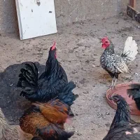 مرق خوروس مینیاتوری|حیوانات مزرعه|دشتابی, |دیوار