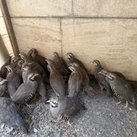 بلدرچین های ۴ماهه پرورشی|حیوانات مزرعه|تهران, پرستار|دیوار