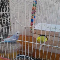 ساعت انگشتر