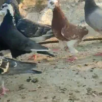 کفتر پلاکی دسته اولی روبوم