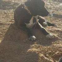 پیت بول ۱۰۷ امریکایی