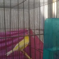 قناری نر روسی