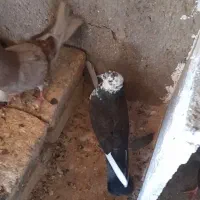 کفتر