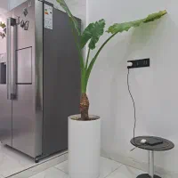 گل بابا آدم ۵ ساله