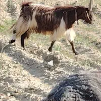 نربز جلوکش