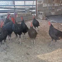فروش بوقلمون نر و ماده|پرنده|شیراز, برمشور علیا|دیوار
