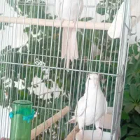 فروش دوعدد آلبینو