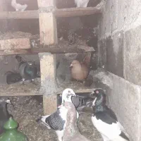 کبوتر همه رقم|پرنده|ترکمانچای, |دیوار