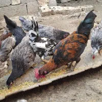 جوجه مرغ و خروس گلین بوقلمون نر محلی