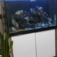 فروش آکواریوم|ماهی|باسمنج, |دیوار