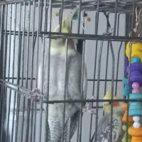 فروش عروس هلندی