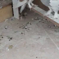 فروش جفت نروماده شازده