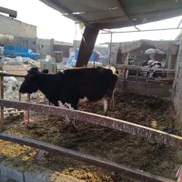 گاوماده کشتار