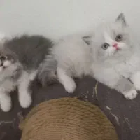 بچه گربه های پرشین خاص