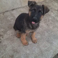 توله سگ ژرمن|سگ|هشتگرد, تهران دشت|دیوار