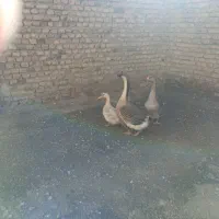 فروش قو غاز