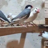 فنچ نرگسی سفید و بل بلی 12جفت