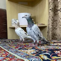 سار هفت رنگ