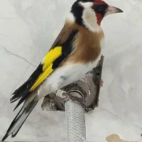 سهره ماده گاوی  عتیقه