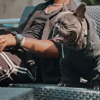 واگذاری فرنچ بولداگ ‌بلو|سگ|رشت, گلسار|دیوار