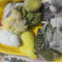 طوطی برزیلی اپلاین مولد روتخم جوجه دستی مرغ عشق|پرنده|کرج, حیدرآباد|دیوار